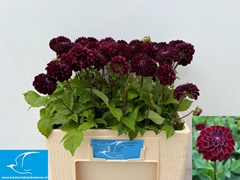 Dhalia Dark Spirit 55cm