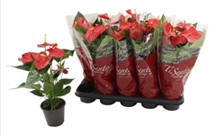 Anthurium Esudo 12Ø 40cm
