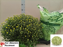 Chrysanthemum Belgian Mums Primo Pistache 19Ø 55cm