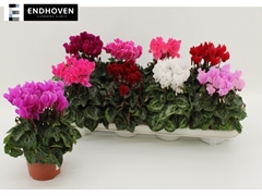 Cyclamen Super Serie Carino 10Ø 21cm