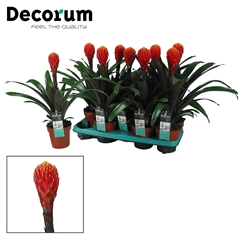 Guzmania Tala 13Ø 40cm
