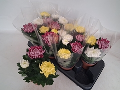 Chrysanth Mix 12Ø 25cm