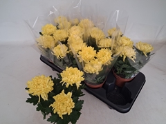 Chrysanth Cosmo Compact Yellow 12Ø 25cm