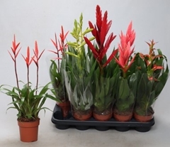 Bromelia Mix 12Ø 45cm
