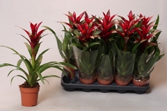 Guzmania Nextara 12Ø 40cm