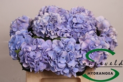 Hydrangea Marsepein Blue 40cm 8-10cm Hd