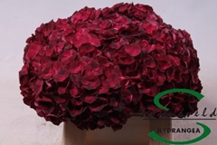 Hydrangea Dark Ruby 35cm 7-9cm Hd