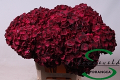 Hydrangea Dark Ruby 60cm 7-9cm Hd