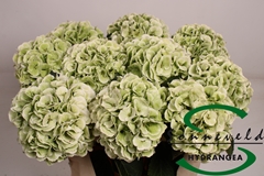 Hydrangea Schneeball Classic 75cm 15-17cm Hd
