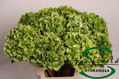Hydrangea Emerald Classic 60cm 13-15cm Hd