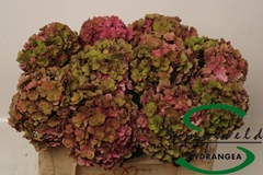 Hydrangea Royal Anastasia Classic 50cm 12-14cm Hd