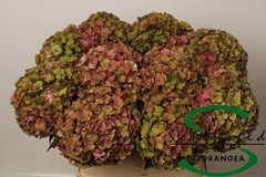 Hydrangea Royal Anastasia Classic 80cm 15-17cm Hd