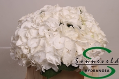 Hydrangea Royal Princess 35cm 6-8cm Hd