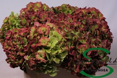 Hydrangea Verena Classic 40cm 15-17cm Hd