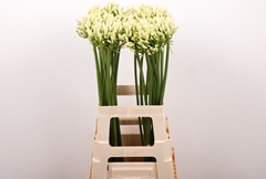 Agapanthus Gletsjer 70cm