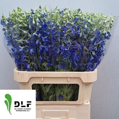 Delphinium Single Volkerfrieden 80cm