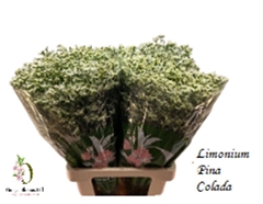 Limonium Sinense Sensi Piña Colada 70cm 25gr.