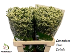 Limonium Sinense Sensi Piña Colada 60cm 25gr.