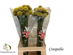 Craspedia Paintball Pop 60cm