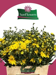 Chrysanth Spray Beppie Yellow 60cm 75gr.