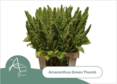 Amaranthus Green Thumb 70cm