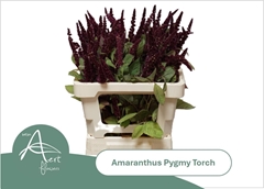 Amaranthus Hypochondriacus Pygmy Torch 60cm