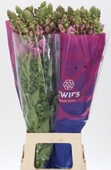 Antirrhinum Potomac Lavender 80cm