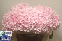 Hydrangea Verena 75cm 20-22cm Hd