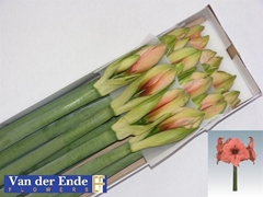 Hippeastrum Bouquet 75cm