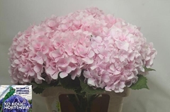 Hydrangea Verena 60cm 17-19cm Hd