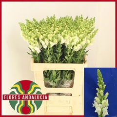 Antirrhinum Potomac Early White 65cm