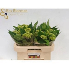 Celosia Act Verda 60cm