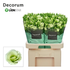 Eustoma Double Rosita Green 70cm