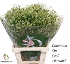 Limonium Sinense Cool Diamond 70cm 25gr.
