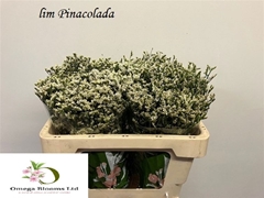 Limonium Sinense Sensi Piña Colada 50cm 15gr.