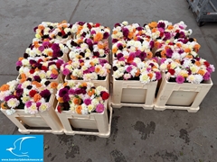 Dahlia Mix Per Bunch 45cm