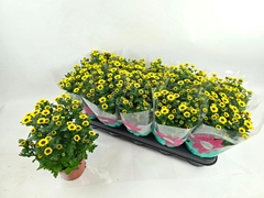 Chrysanth Sunny Day 12Ø 28cm