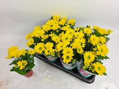 Chrysanth Breeze Yellow 7Ø 20cm