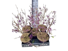 Callicarpa Bodinieri Profusion 19Ø 60cm