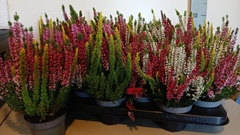 Calluna Beauty Ladies Mix 10Ø 28cm