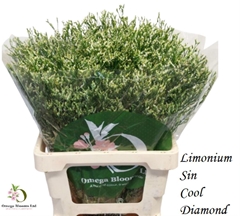 Limonium Sinense Cool Diamond 60cm 25gr.