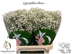 Gypsophila Paniculata Xlence 80cm 40gr.