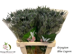 Eryngium Planum Magical Blue Lagoon 60cm