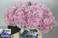 Hydrangea Verena 40cm 15-17cm Hd