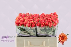 Rosa España@ 50cm
