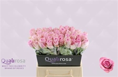 Rosa Heidi! 40cm