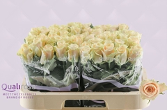 Rosa Charmant 60cm