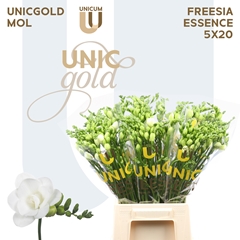 Freesia Double Essence 50cm 20gr.