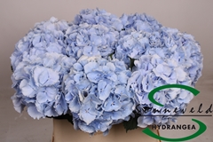 Hydrangea Verena Blue 80cm 19-21cm Hd