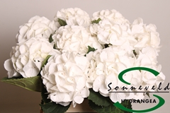Hydrangea Royal Princess 60cm 12-14cm Hd